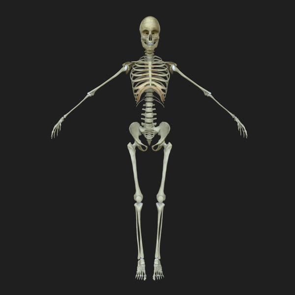 male human skeleton bone 3d max