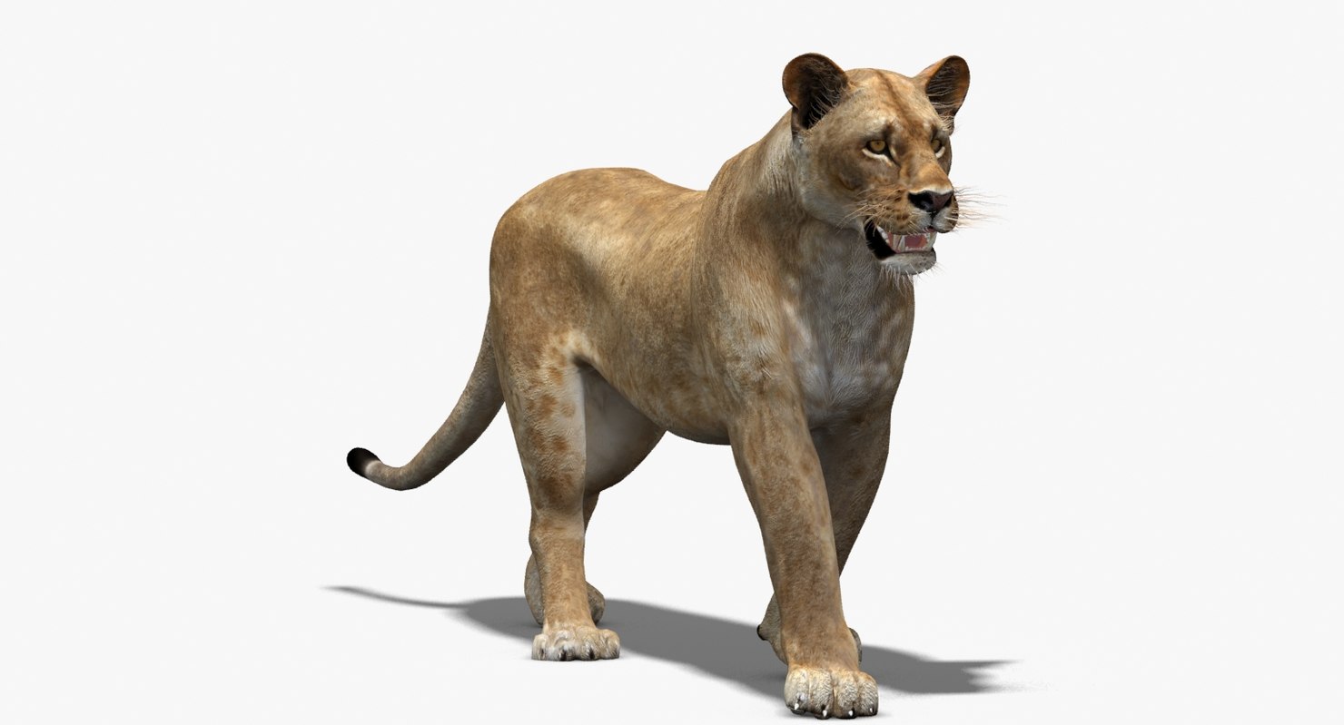 3d lioness lion rigging animation