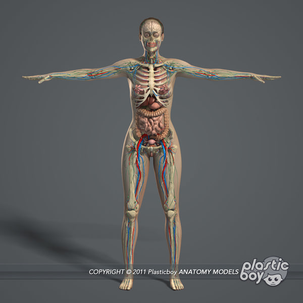 maya rigged male and female anatomy complete pack warez