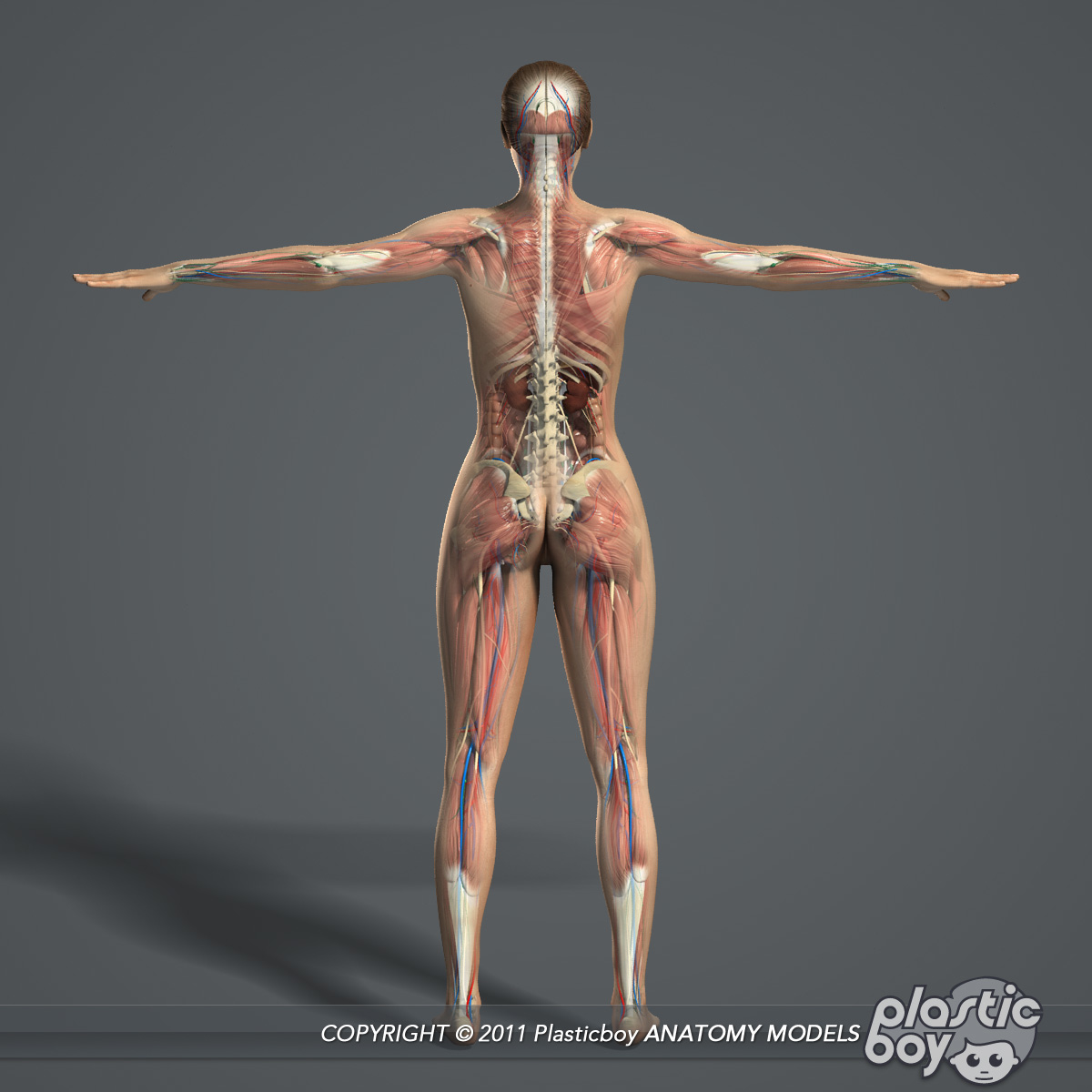 rigged complete female anatomy 3d c4d