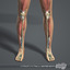 rigged complete female anatomy 3d c4d
