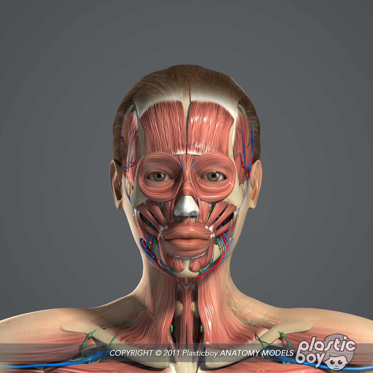 maya rigged male and female anatomy complete pack warez maya rigged male and female anatomy complete pack warez