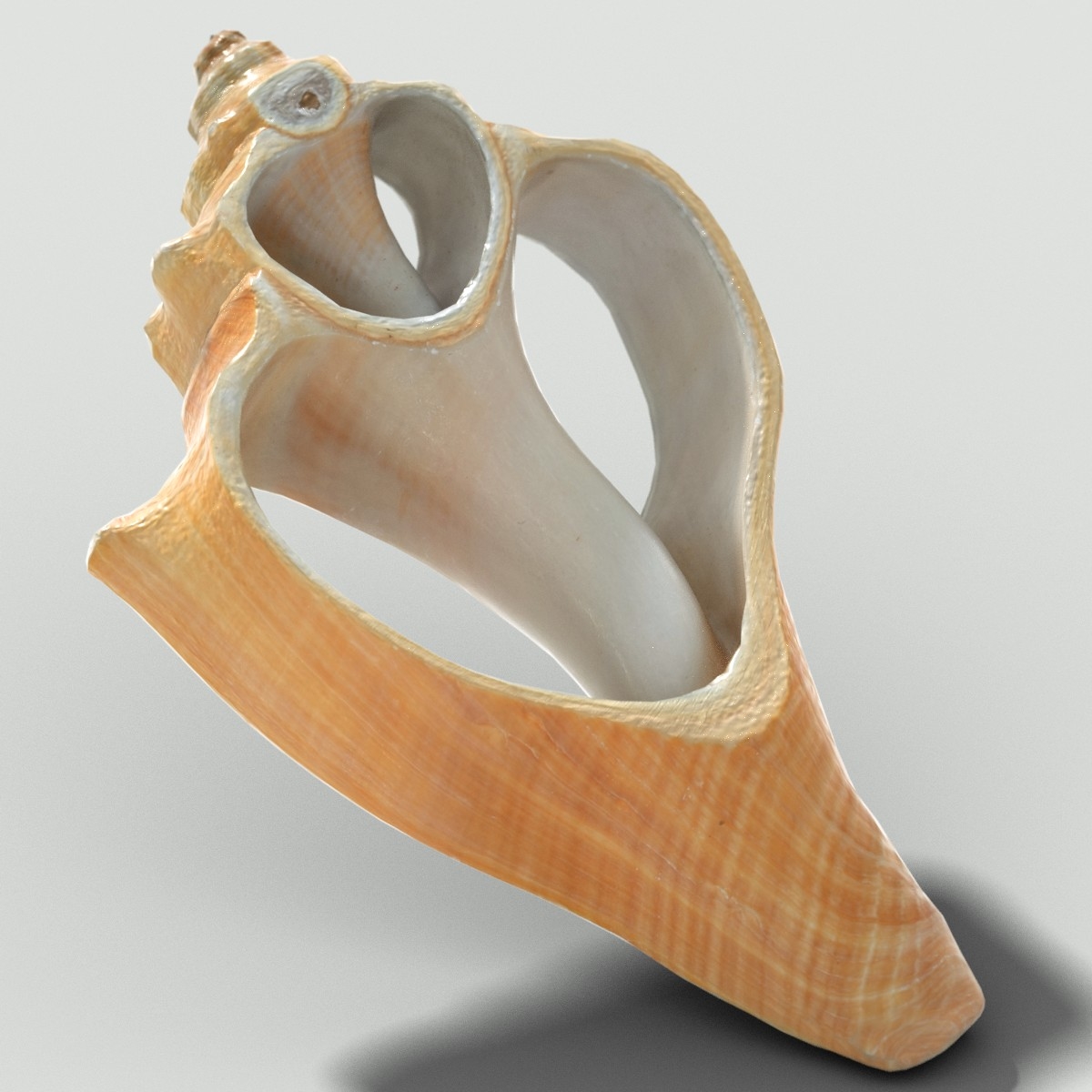 cut sea shell 3d obj