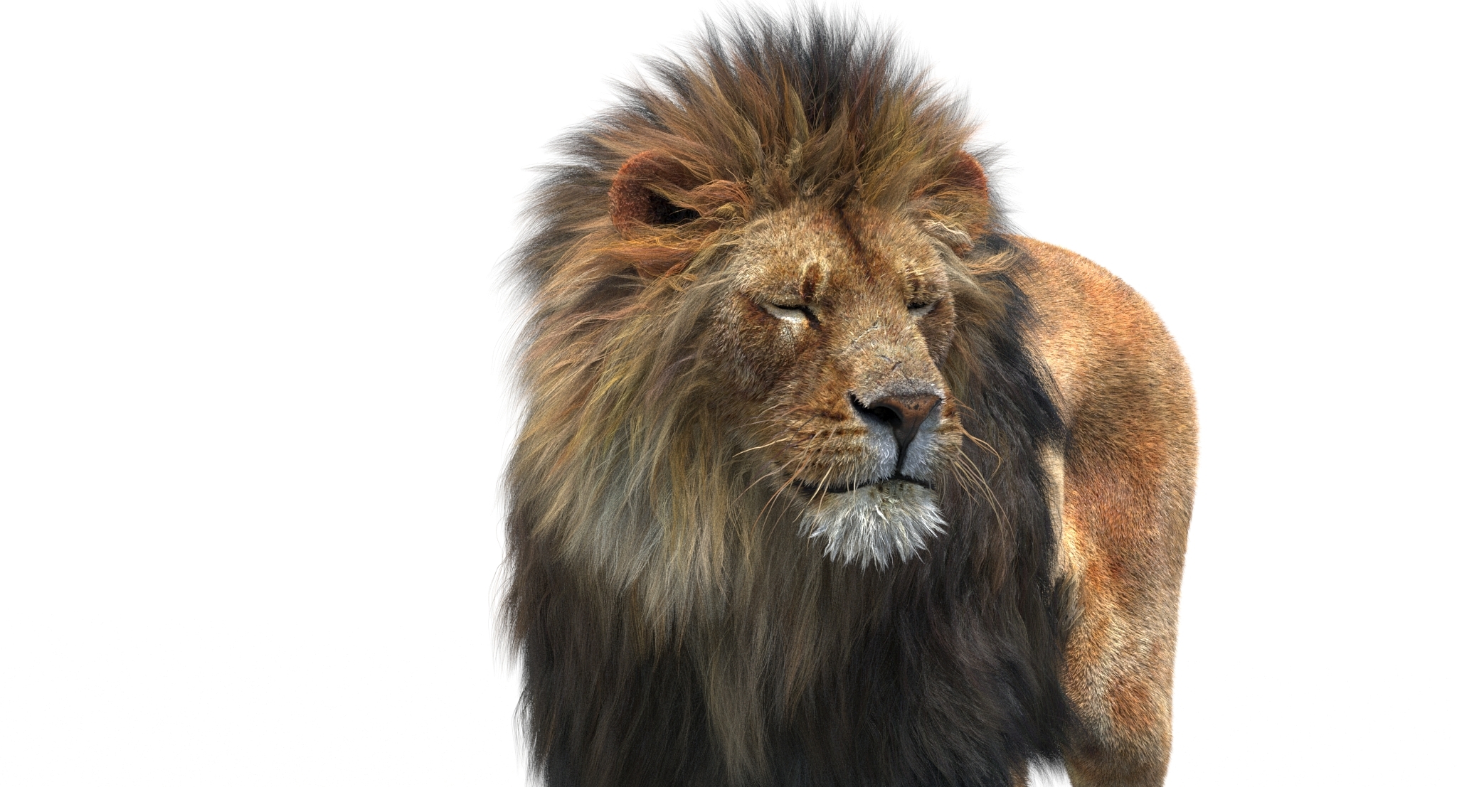 lion 2 fur rigged 3d obj
