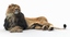 lion 2 fur cat 3d model