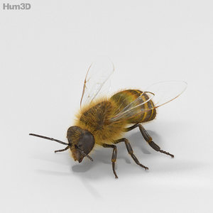 Honey Bee High Detailed