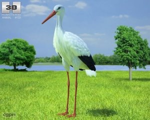 ciconia stork white 3d model