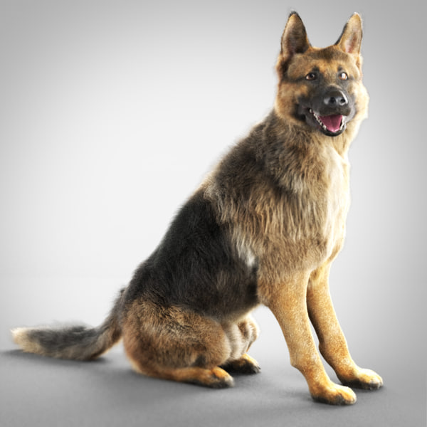 german shepherd trained