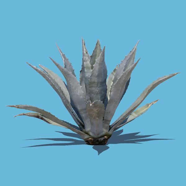 How Cheapest Place To Buy Succulents Made Me A Greater Salesperson