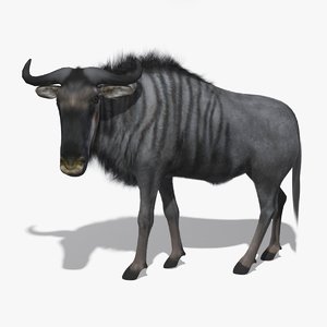 3d model wildebeest fur rigged