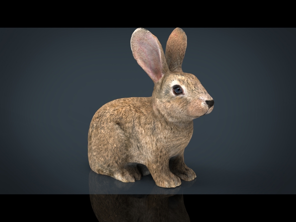 兔子3d模型