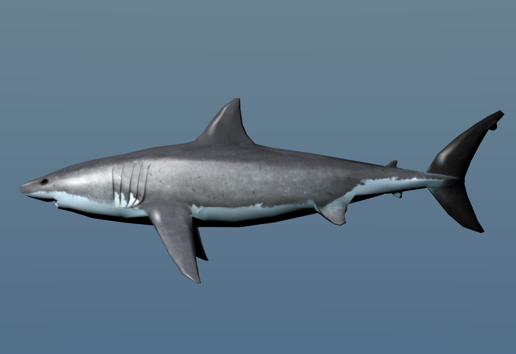 Shark 3D model 1142096 TurboSquid