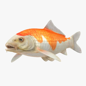 3D harivake koi fish model