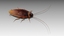 3D cockroach roach