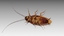 3D cockroach roach