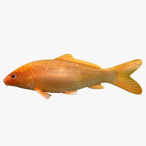 3D koi fish scanline model