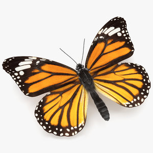 monarch butterfly 3D model