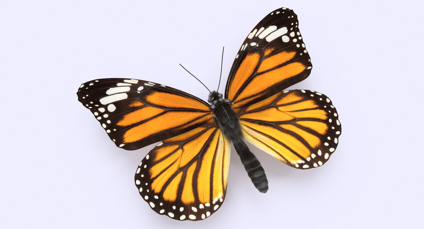 Monarch butterfly 3D model | 1142930 | TurboSquid