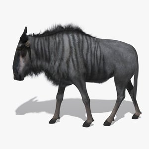 wildebeest fur animation 3D