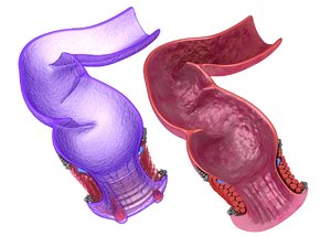 3D model anal anatomy rectum human