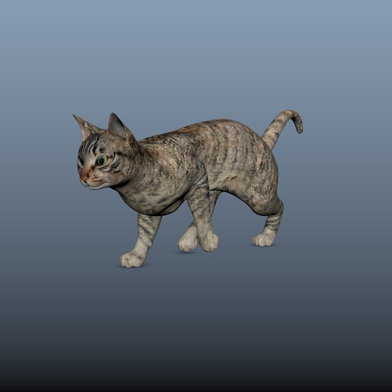  Cat  rig  3D  1144208 TurboSquid