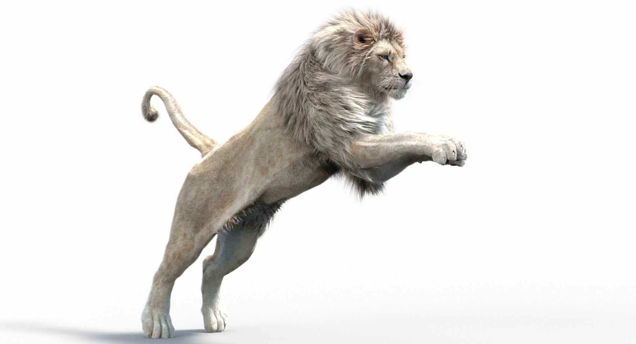 3d model white lion (2) (fur)(animated)