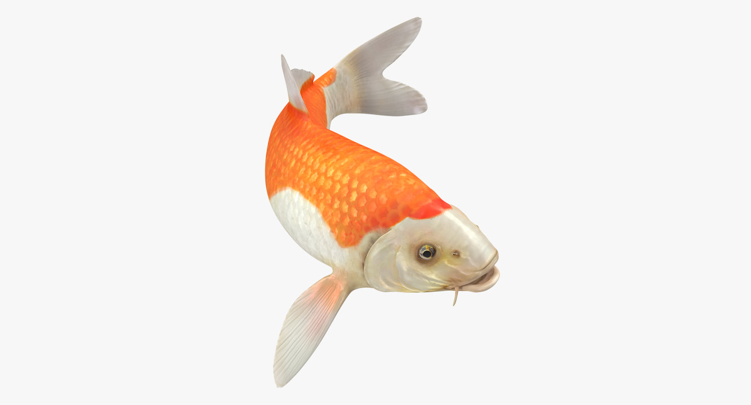 3D harivake koi  fish swiming 1144466 TurboSquid