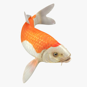 3D harivake koi fish swiming