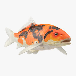 3D koi fish model