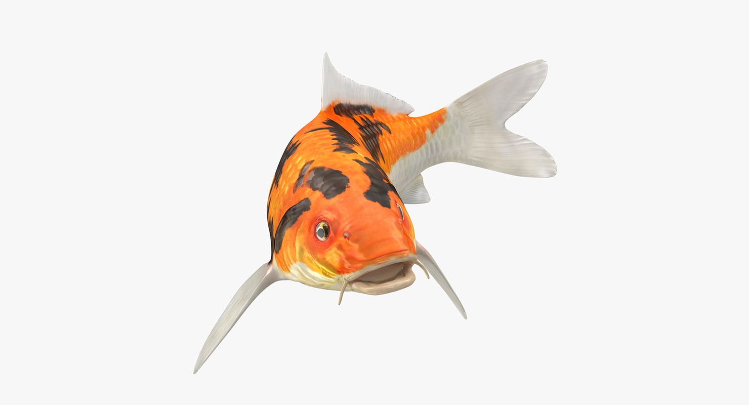3D model koi fish swiming pose 1144472 TurboSquid