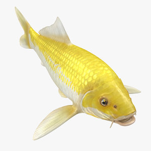 3D yellow koi ogon fish model