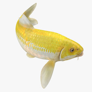 3D yellow koi ogon fish