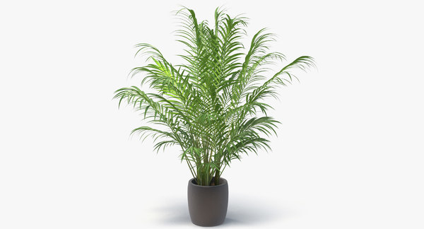 Areca Palme Im Topf 3d Modell Turbosquid