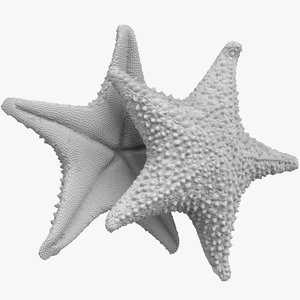 3D starfish stl model