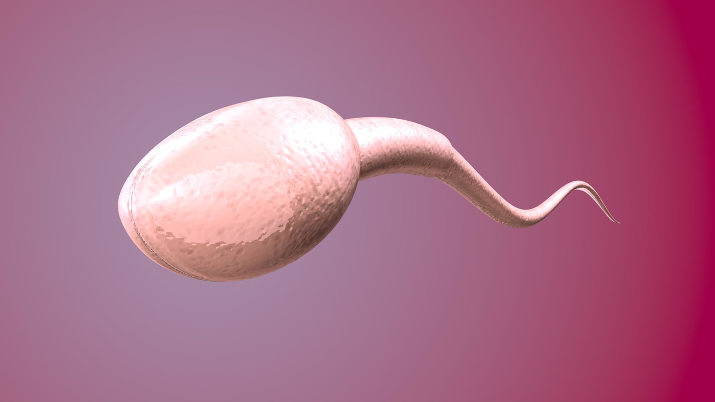 Sperm Cell 3d Model 1144621 Turbosquid 