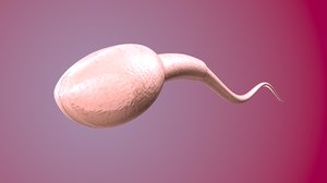sperm cell 3D model