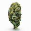 cannabis bud model