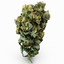 cannabis bud model