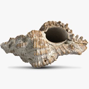 sea shell 3D