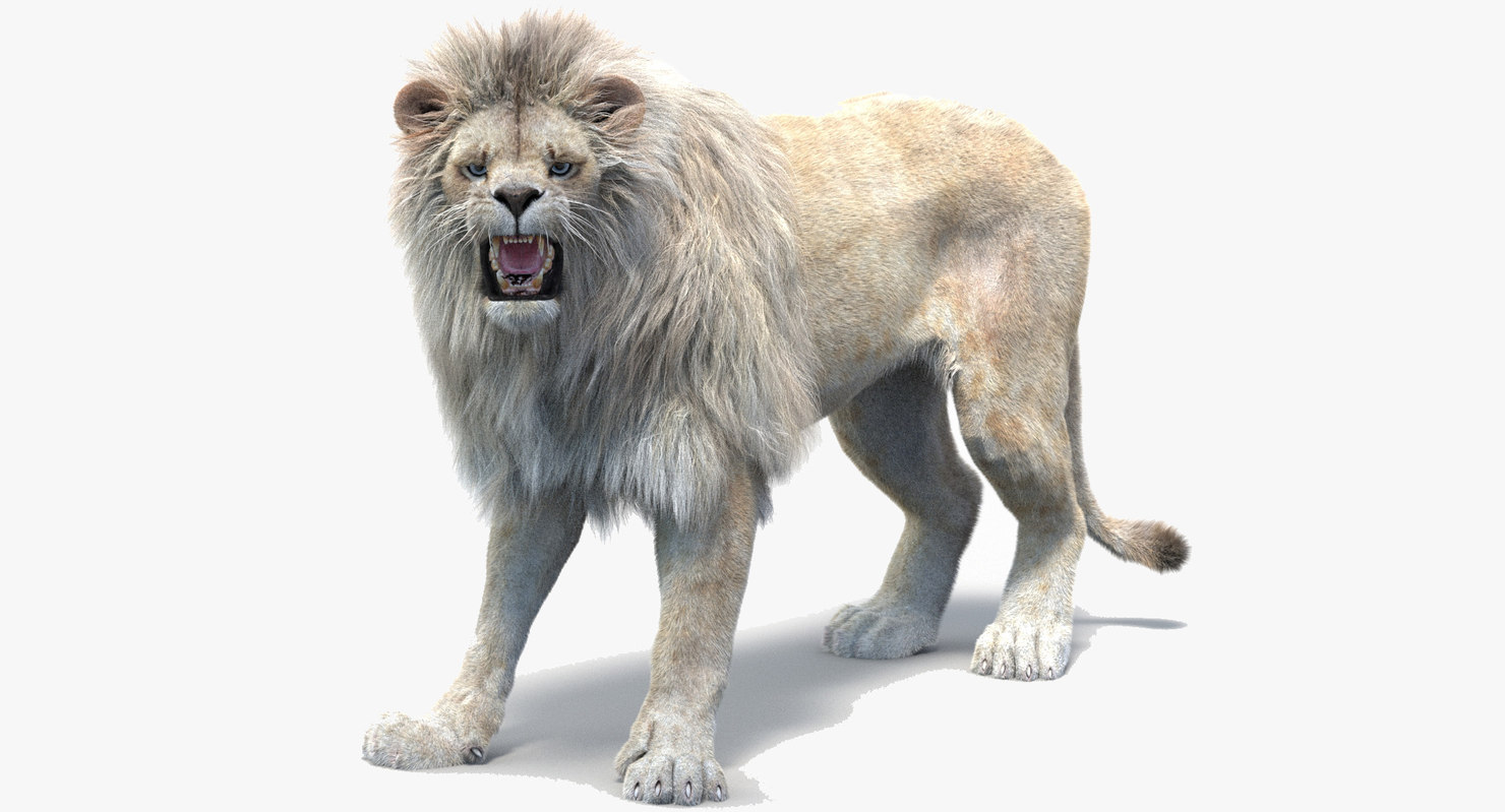Lion fur. Лев 3d. Макет Льва. White Lion 3d.