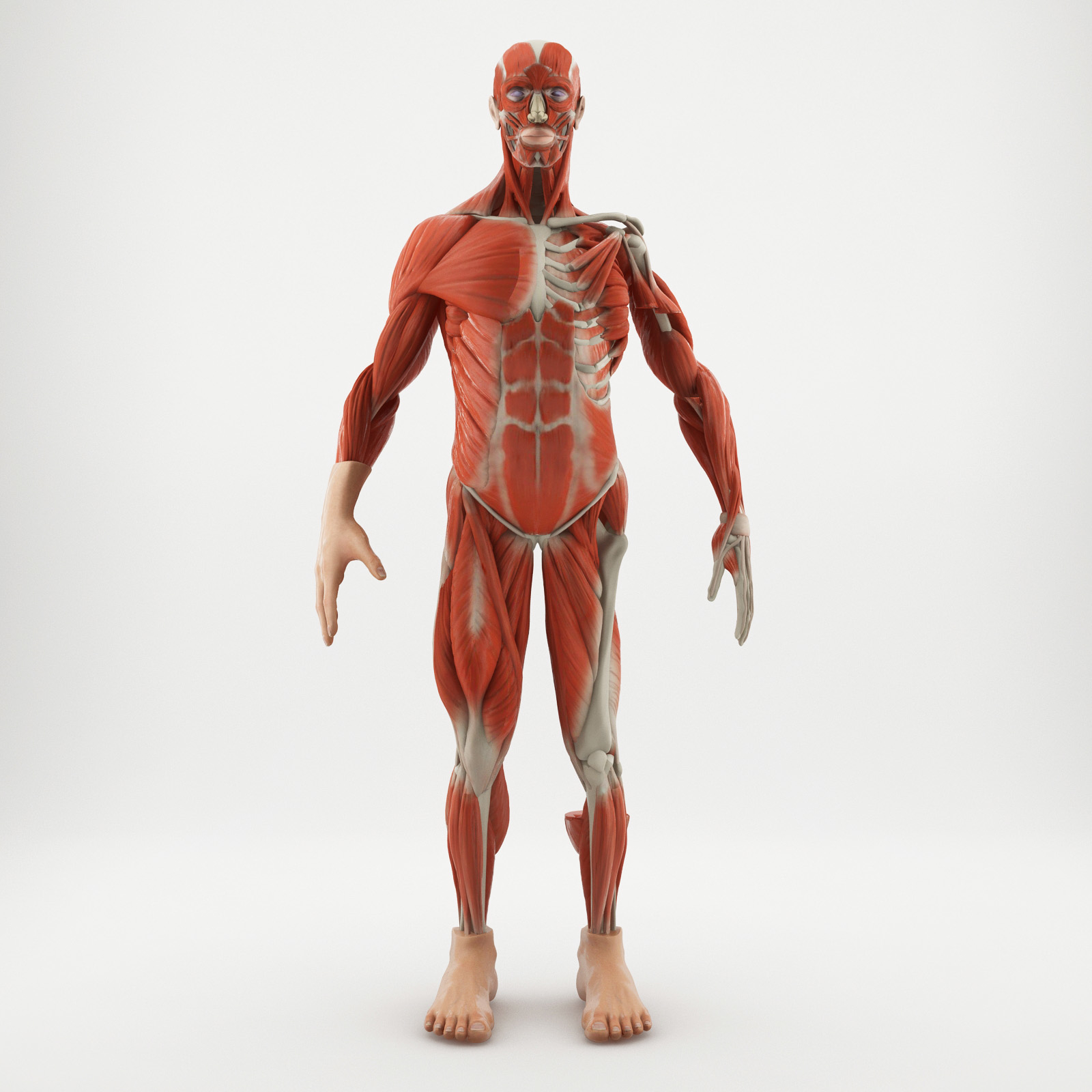 Rysunek Anatomia Człowieka