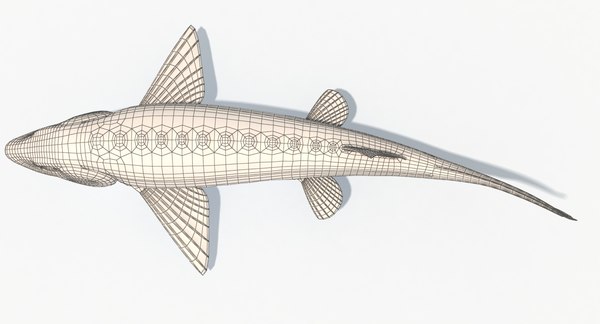 3D sturgeon fish animation model | 1145568 | TurboSquid