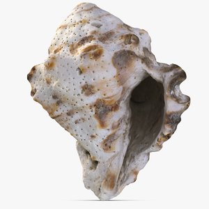 3D sea shell