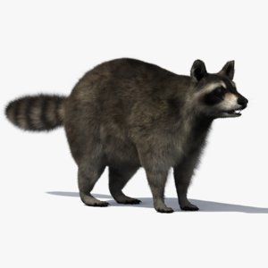 3D raccoon fur