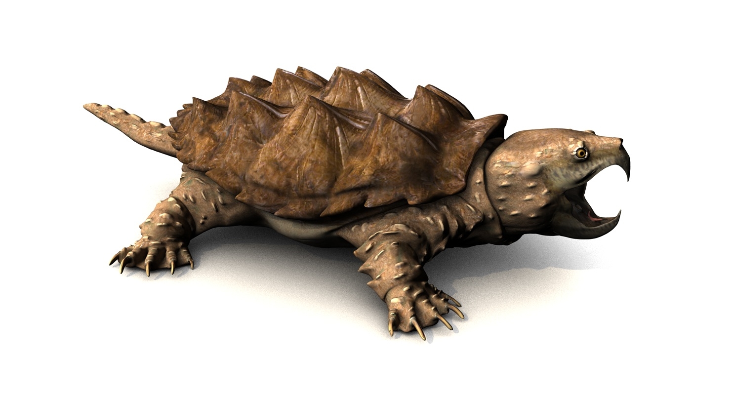 alligator snapping turtle model