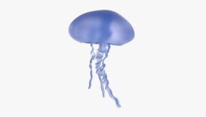 jellyfish underwater 3D