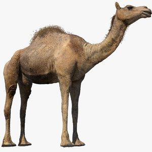 camel fur rig 3D model