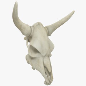 bison skull 3D