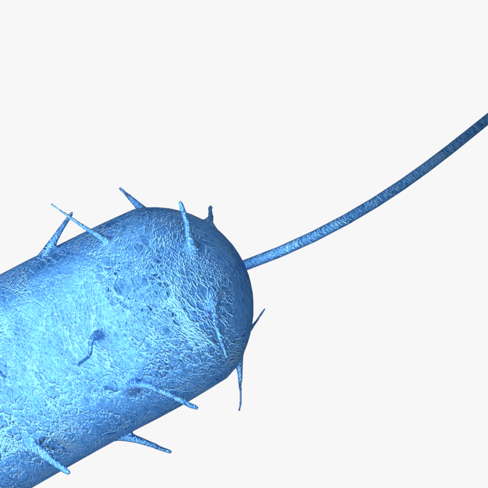 3d bacteria 3d paint download