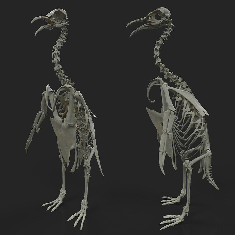 penguin skeleton dinosaur